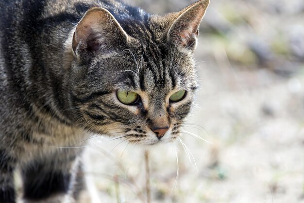 Foto nahaufnahme einer katze