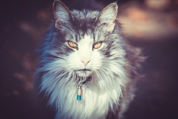 Nahaufnahme einer Katze