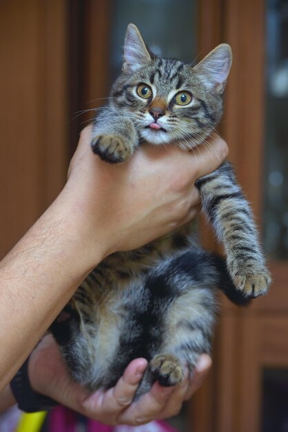 Foto nahaufnahme einer katze