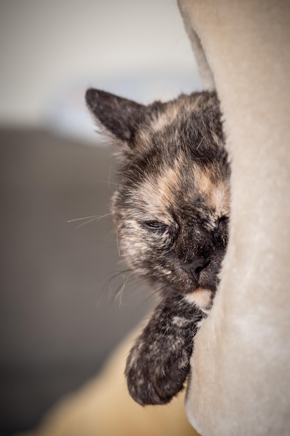 Foto nahaufnahme einer katze