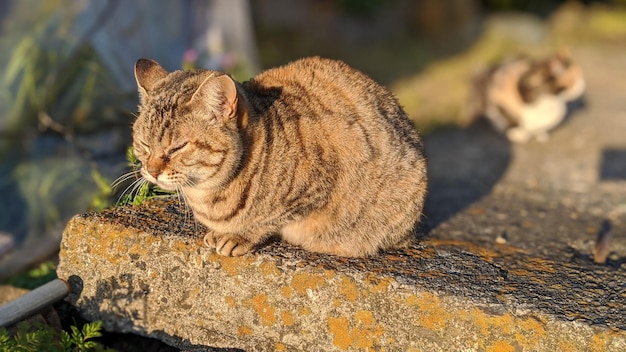 Foto nahaufnahme einer katze