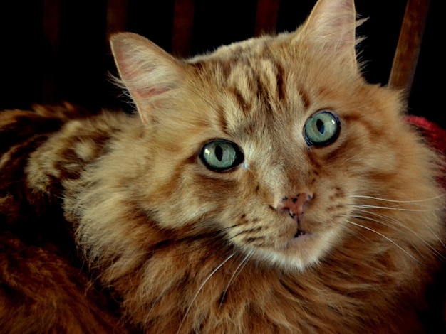 Foto nahaufnahme einer katze