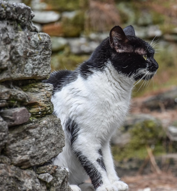 Foto nahaufnahme einer katze