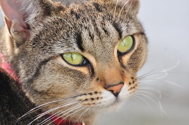 Foto nahaufnahme einer katze