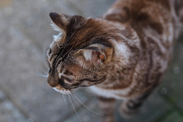 Nahaufnahme einer Katze