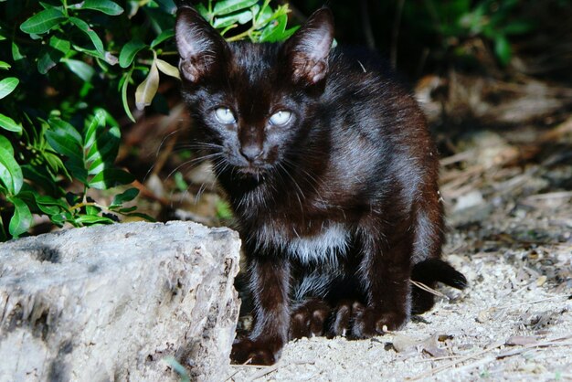 Foto nahaufnahme einer katze