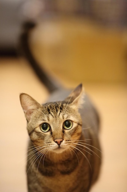 Nahaufnahme einer Katze