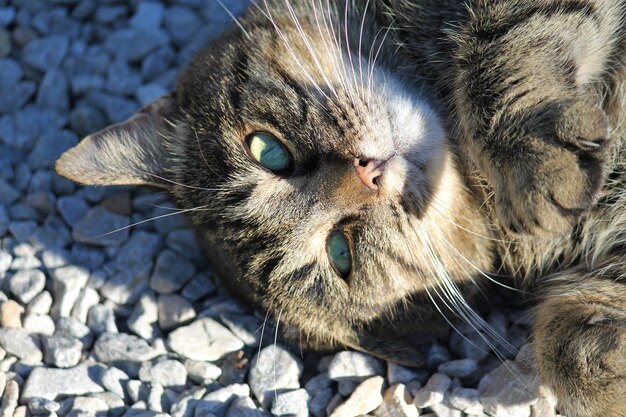 Foto nahaufnahme einer katze