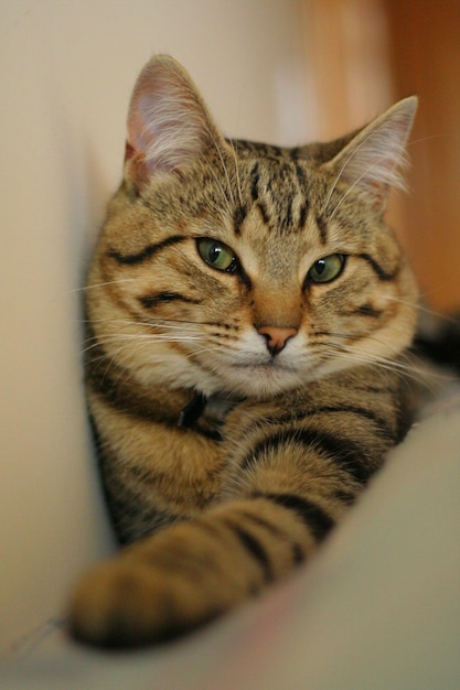 Nahaufnahme einer Katze