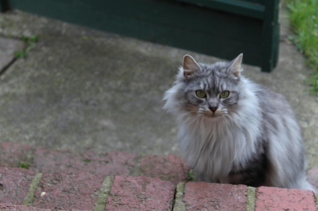 Foto nahaufnahme einer katze