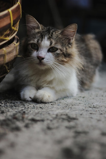 Nahaufnahme einer Katze