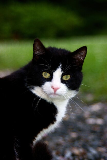 Foto nahaufnahme einer katze