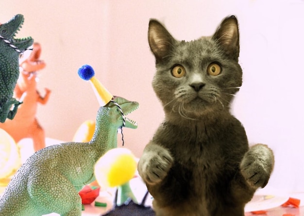 Nahaufnahme einer Katze