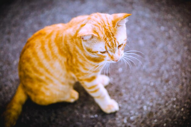 Foto nahaufnahme einer katze