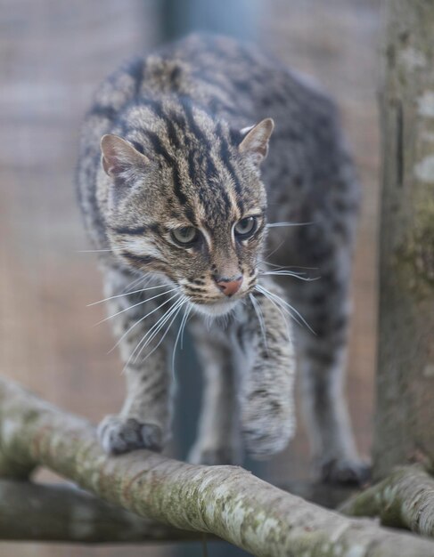 Foto nahaufnahme einer katze