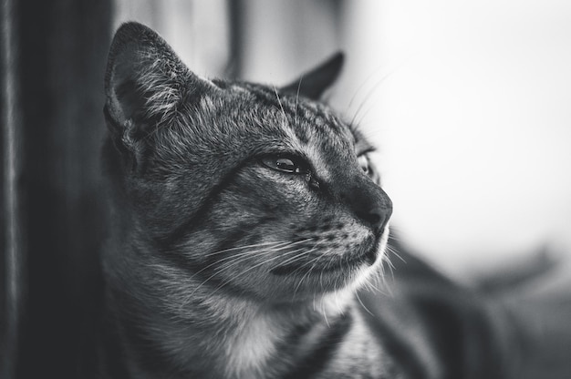 Nahaufnahme einer Katze