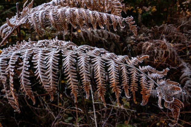 Foto nahaufnahme einer kiefer im winter