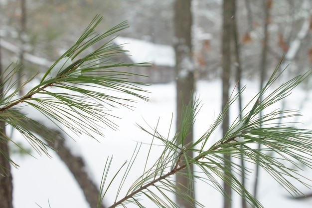 Foto nahaufnahme einer kiefer im winter