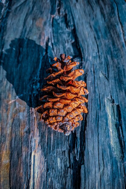 Nahaufnahme einer Kieferkegel an einer Holzwand