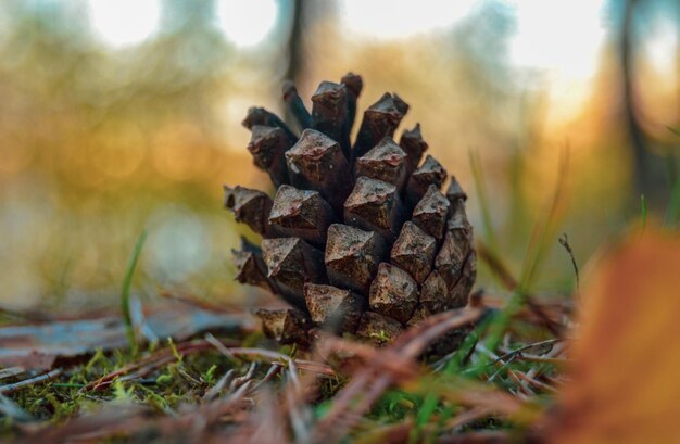 Foto nahaufnahme einer kieferkegel an land