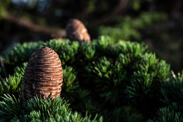 Foto nahaufnahme einer kieferkegel auf einem baum