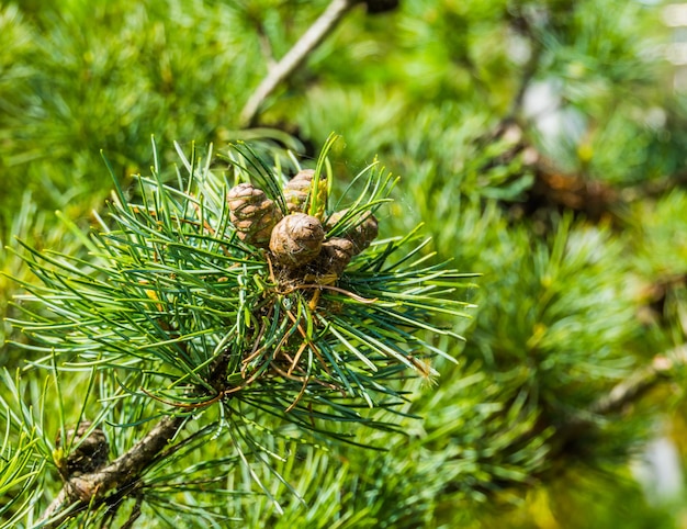 Foto nahaufnahme einer kieferkegel auf einem baum