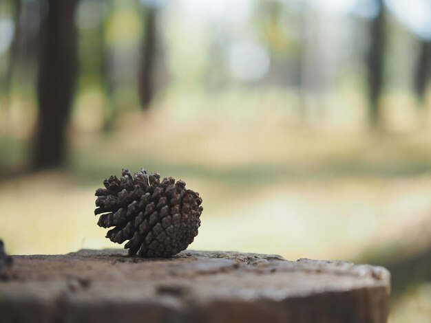 Foto nahaufnahme einer kieferkegel auf einem baum