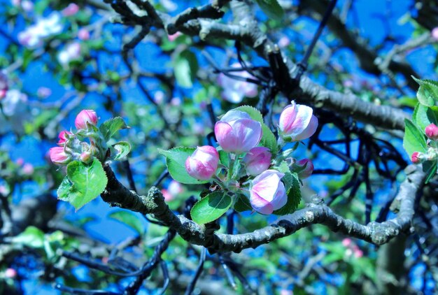 Foto nahaufnahme einer kirschblüte auf einem zweig