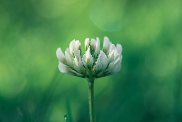 Nahaufnahme einer Kleeblume Flacher Fokus