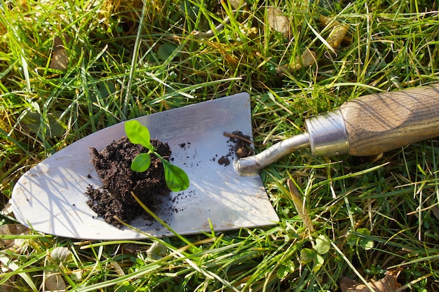 Nahaufnahme einer kleinen Pflanze auf Gartenschaufel