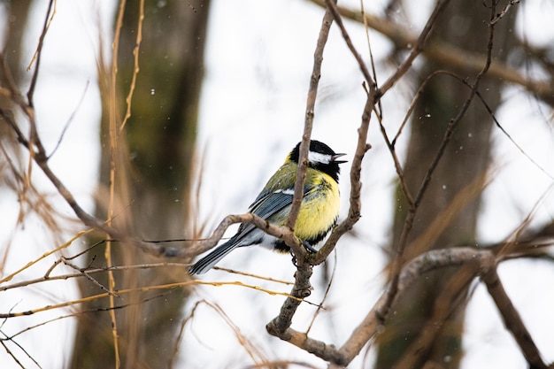 Nahaufnahme einer Kohlmeise im verschneiten Wald