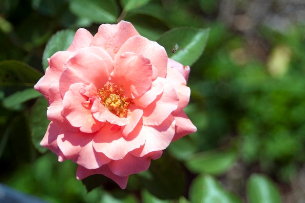 Nahaufnahme einer Korallenrose, die im Freien blüht