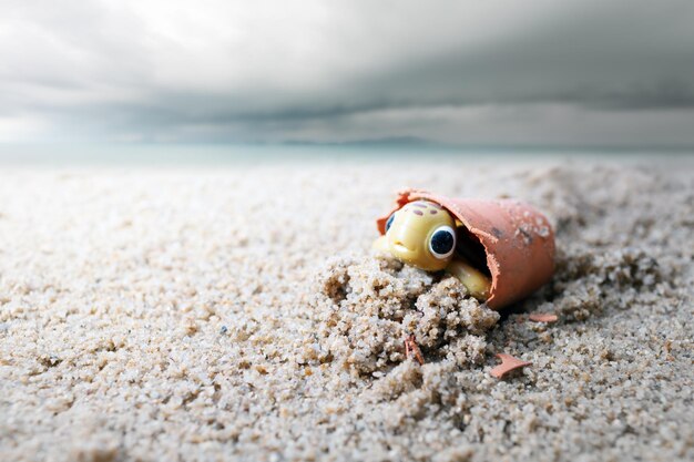 Foto nahaufnahme einer krabbe am strand