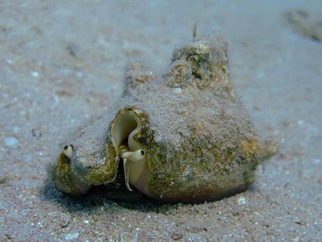 Foto nahaufnahme einer krabbe am strand