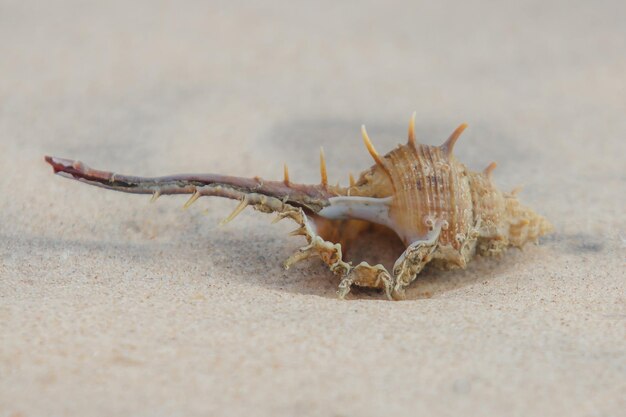 Foto nahaufnahme einer krabbe auf dem sand.