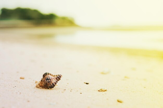 Foto nahaufnahme einer krabbe auf dem sand