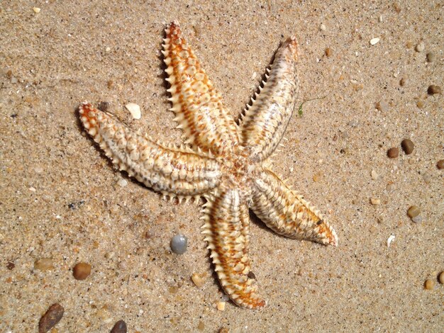 Foto nahaufnahme einer krabbe auf dem sand