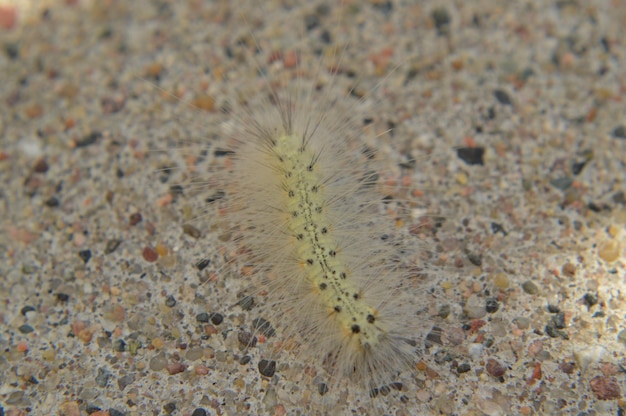 Nahaufnahme einer Krabbe auf dem Sand