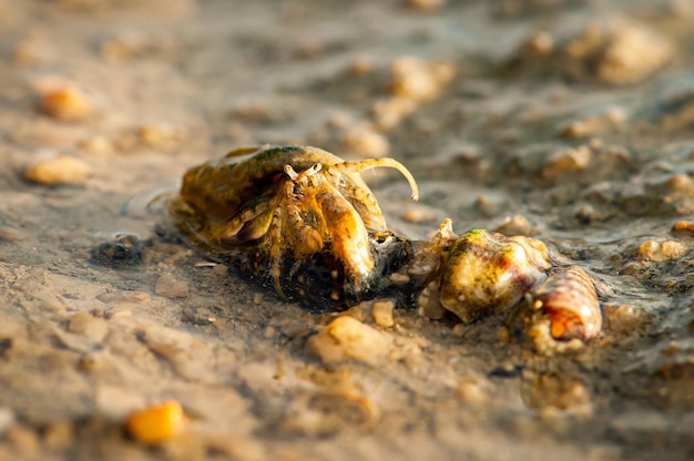 Nahaufnahme einer Krabbe auf dem Sand