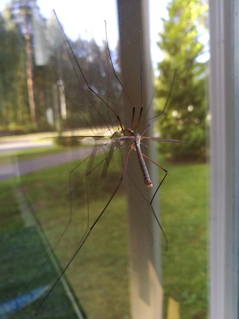 Foto nahaufnahme einer kranfliege am fenster