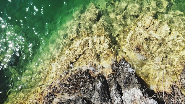 Foto nahaufnahme einer krebse auf einem felsen