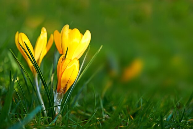 Nahaufnahme einer Krokus-Blume, die im Frühling im Freien auf saftig grünem Gras wächst