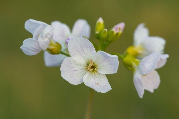 Foto nahaufnahme einer kuckuckblume in blüte