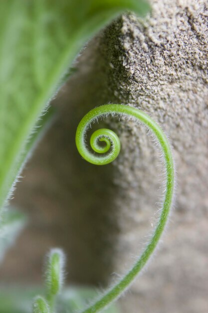 Foto nahaufnahme einer kürbisspirale