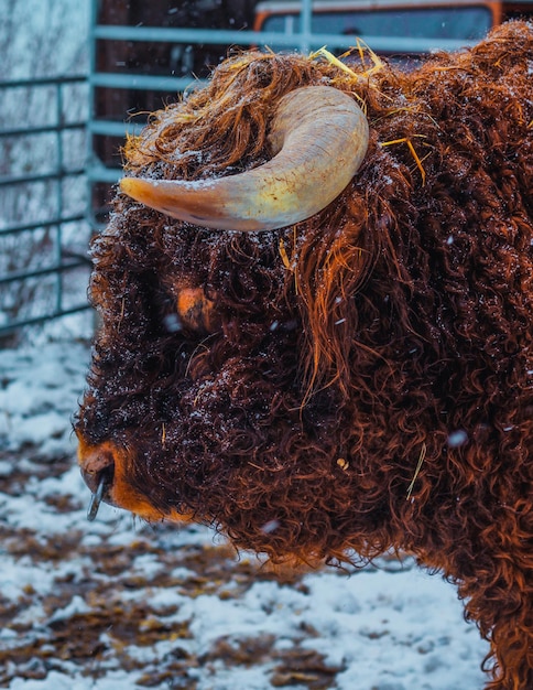 Foto nahaufnahme einer kuh