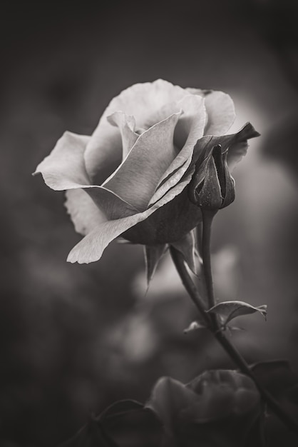 Nahaufnahme einer kultivierten Rose in Schwarz und Weiß