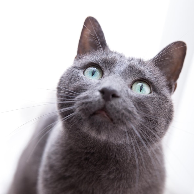 Nahaufnahme einer kurzhaarigen Katze auf weißem Hintergrund