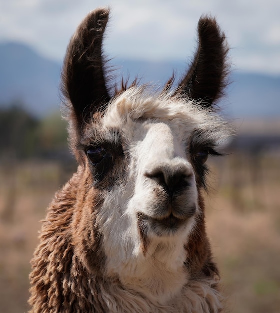 Nahaufnahme einer Lama auf dem Feld