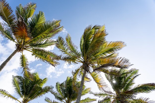 Foto nahaufnahme einer landschaft mit palmen und vegetation