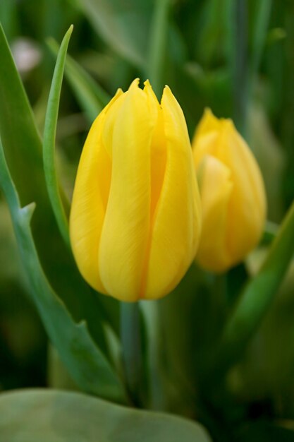 Nahaufnahme einer lebendigen gelben Tulpe im Garten